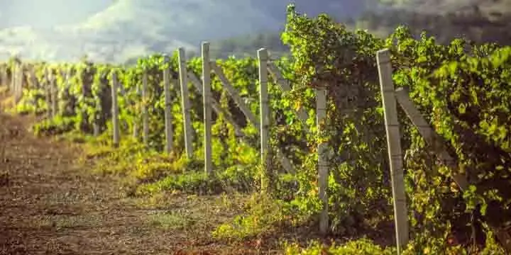 vineyards-in-crimea