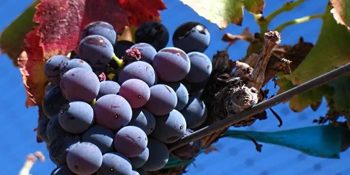 rhone_front