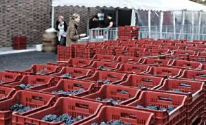 The Winery Hotel – besök på det urbana vineriet 2 backar