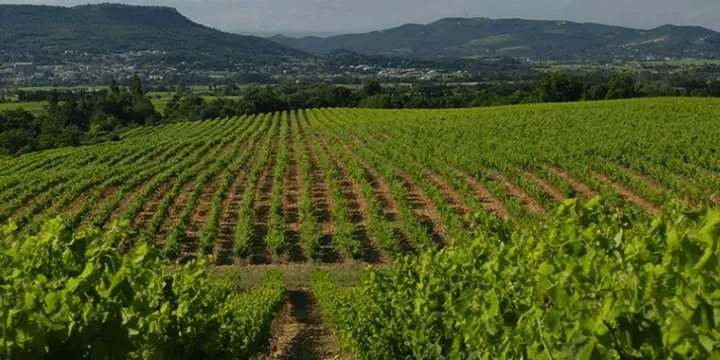 Biodynamiskt - domaine