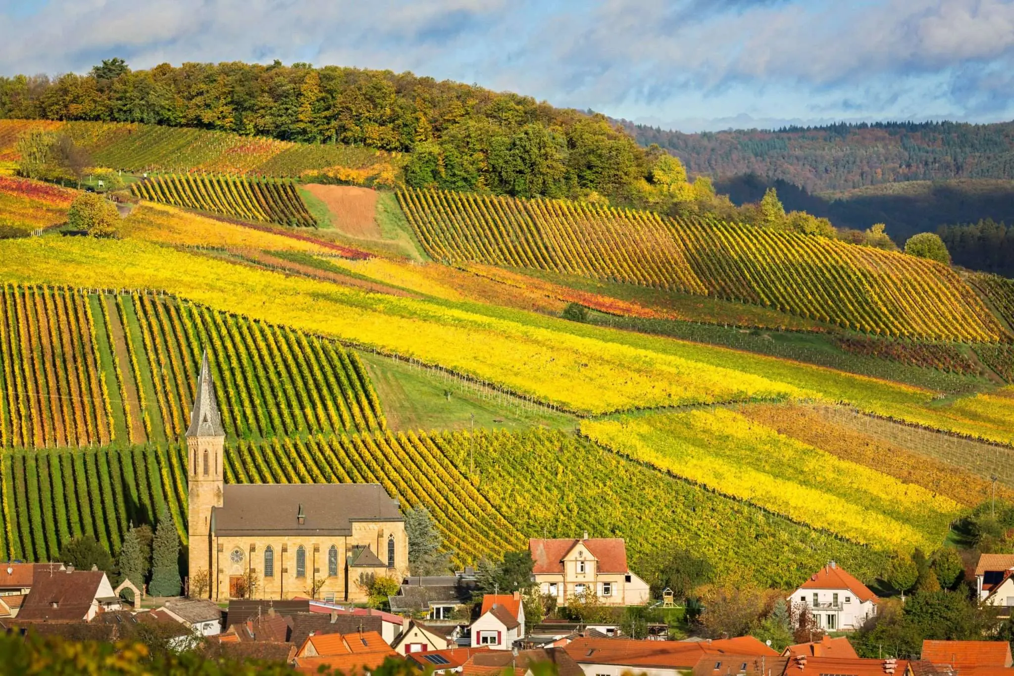 pfalz_vineyard-scaled_k2soga