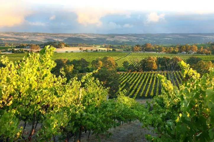 mclaren-vale-south-australia