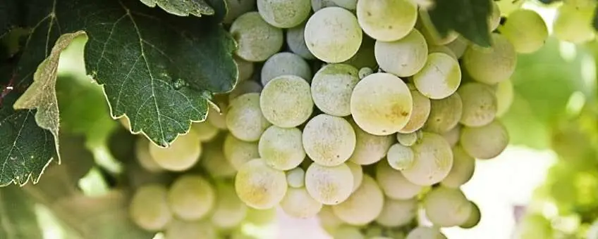 Pecorino - druvklase