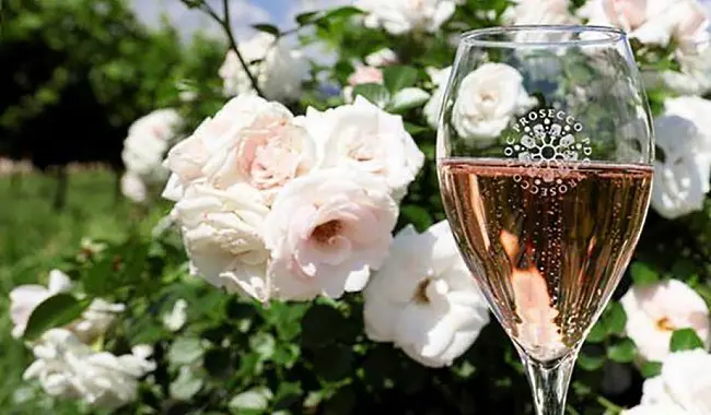 Rosa Prosecco ett glas rosa prosecco