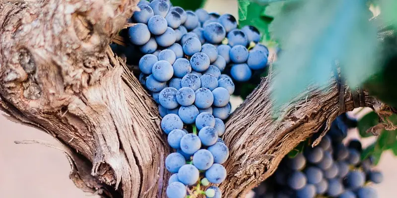 malbec omslag på druvor