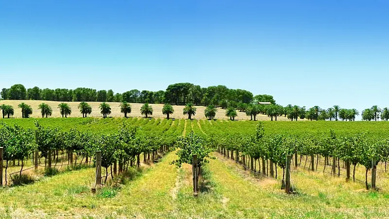 Australiskt vin omslag